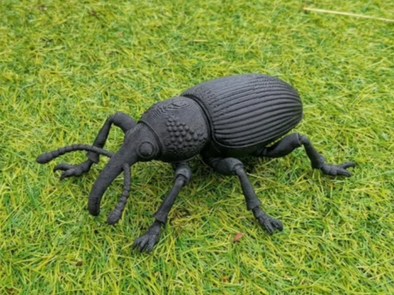 Weevil - Realistic Detailed Insect, a preview image from MakerWorld