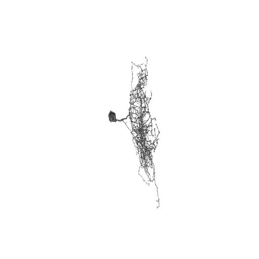 Neuron Mapped by Gamers in EyeWire, a preview image from NIH 3D