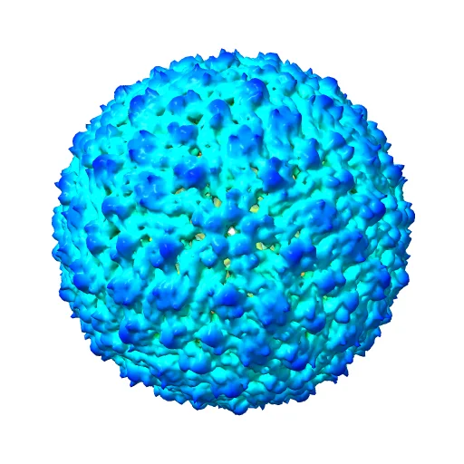 CryoEM structure of Dengue virus, full map, a preview image from NIH 3D