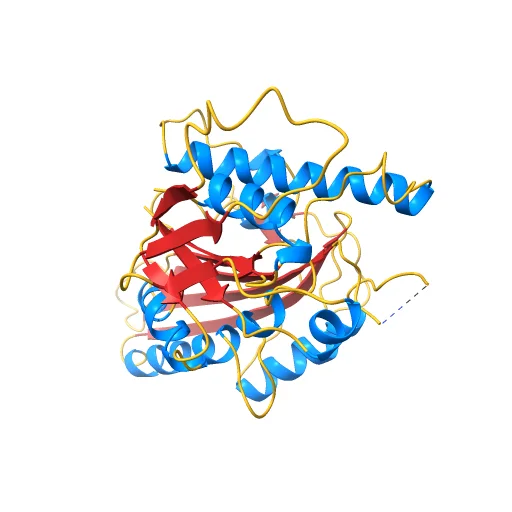 Kinesin-8 motor, KIF19A, in the nucleotide-free state complexed with GDP-taxol microtubule, a preview image from NIH 3D