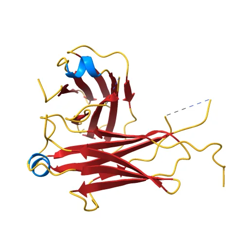 IgM C2-domain from mouse, a preview image from NIH 3D