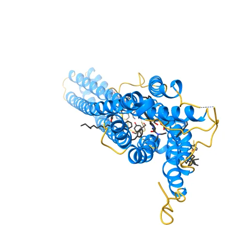 Crystal structure of the LSD-bound 5-HT2B receptor, a preview image from NIH 3D