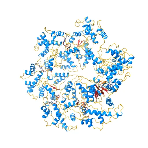 Katanin hexamer in the ring conformation, a preview image from NIH 3D