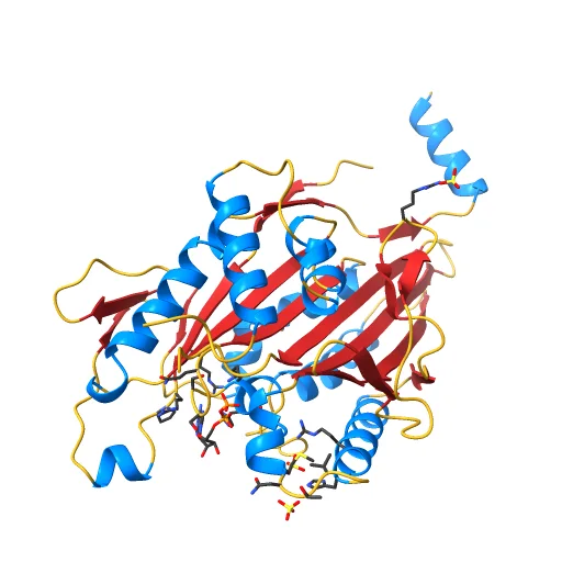 KINESIN (MONOMERIC) FROM RATTUS NORVEGICUS, a preview image from NIH 3D