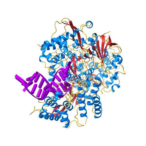 The nsp12-nsp7-nsp8 complex bound to the template-primer RNA and triphosphate form of Remdesivir(RTP), a preview image from NIH 3D
