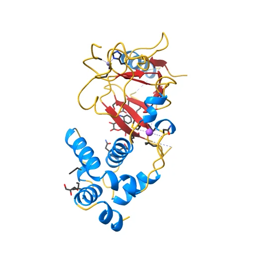 Structure of the replication foci-targeting sequence of human DNA cytosine methyltransferase DNMT1, a preview image from NIH 3D