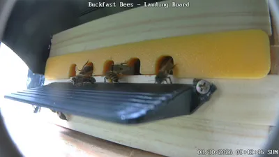 4-Frame Beekeeping Resource Nuc/Hive Entrance Reducer, a preview image from Printables