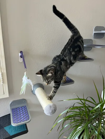 Wall Mounted Cat Step (3 variations), a preview image from Printables