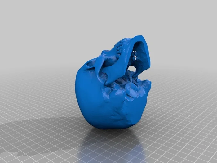 Re-oriented Skull for supportless printing, a preview image from Thingiverse