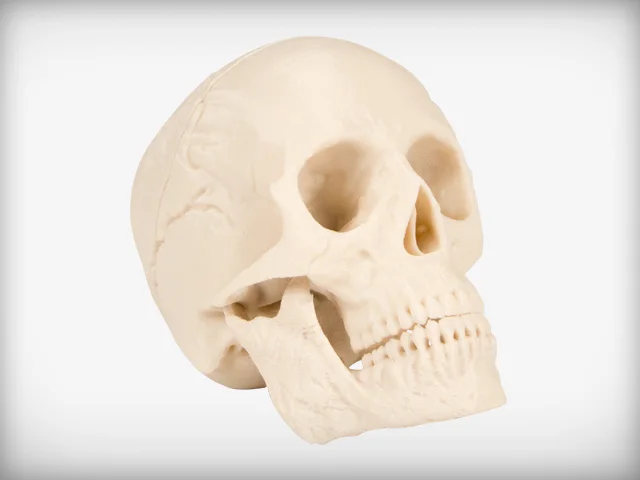 Human Skull, a preview image from Thingiverse